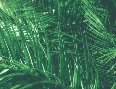 Tropikal palmiye yaprakları, çiçek arka plan