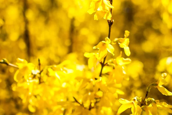 Όμορφα κίτρινα λουλούδια και μπλε ουρανό ως φόντο — Φωτογραφία Αρχείου