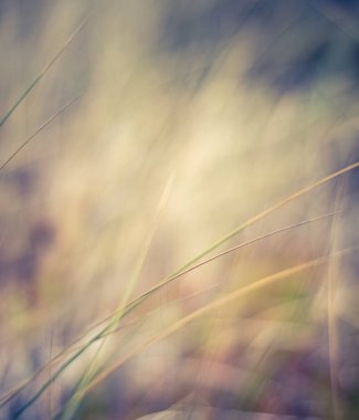 Kırsal alan, kırsal bir gün