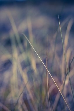 Kırsal alan, kırsal bir gün