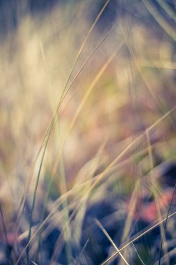 Kırsal alan, kırsal bir gün