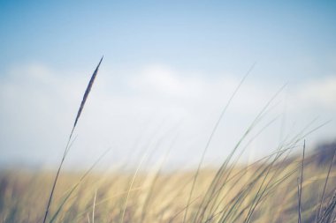 Kırsal alan, kırsal bir gün