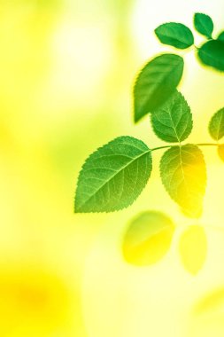 Baharda taze yeşil yapraklar