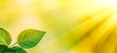 Baharda taze yeşil yapraklar