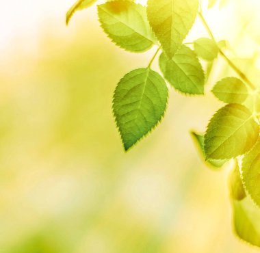 Baharda taze yeşil yapraklar