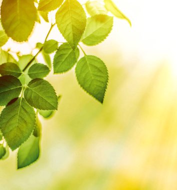 Baharda taze yeşil yapraklar