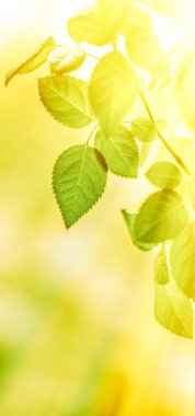 Baharda taze yeşil yapraklar