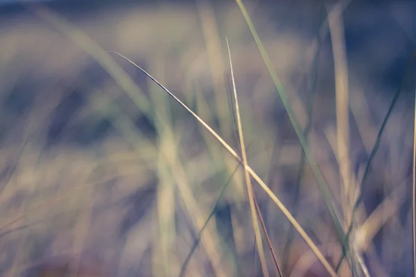 Rural field, a day in countryside — Stock Photo, Image