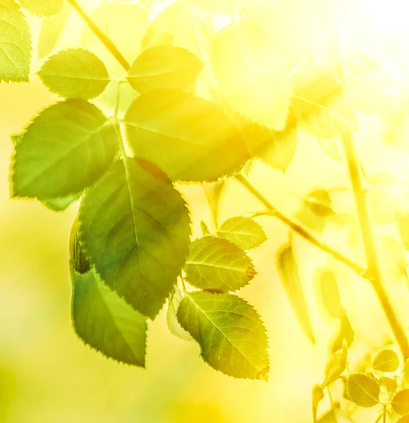 Baharda taze yeşil yapraklar