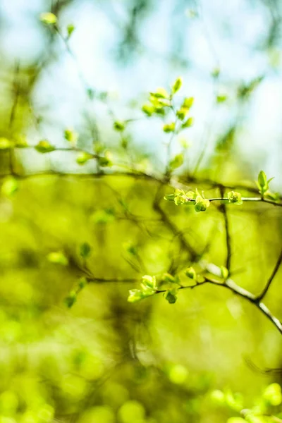 Green leaves in springtime, nature background Royalty Free Stock Images