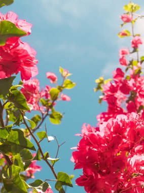 Mercan çiçeklenme çiçekler ve mavi gökyüzü, kadınsı tarzı arka plan