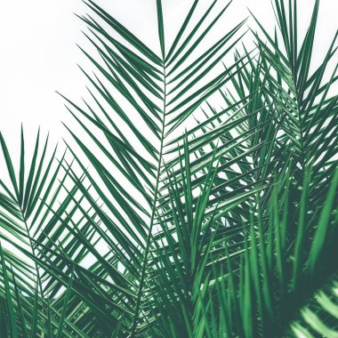 Tropikal palmiye yaprakları, çiçek arka plan