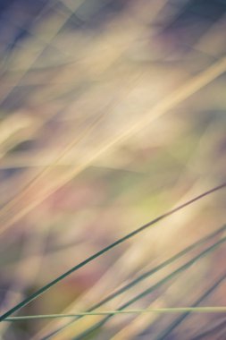 Kırsal alan, kırsal bir gün