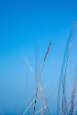 Kırsal alan, kırsal bir gün