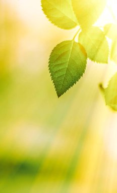 Baharda taze yeşil yapraklar