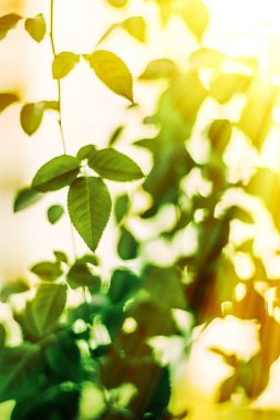 Baharda taze yeşil yapraklar