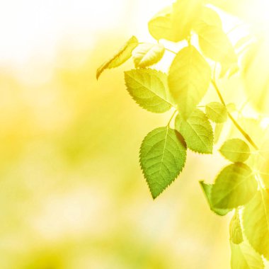 Baharda taze yeşil yapraklar