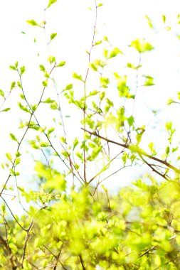 Bahar, Doğa arka planda yeşil yaprakları