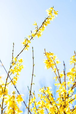 Güzel sarı çiçekler ve arka plan olarak mavi gökyüzü