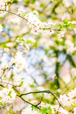 Bahar kiraz ağacı çiçeği, doğa artalan olarak beyaz çiçekler