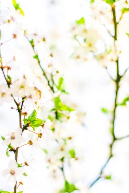 Bahar kiraz ağacı çiçeği, doğa artalan olarak beyaz çiçekler