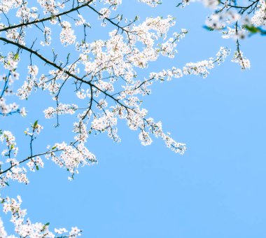 Kiraz ağacı çiçeği ve mavi gökyüzü, Doğa arka plan müziği olarak beyaz çiçekler