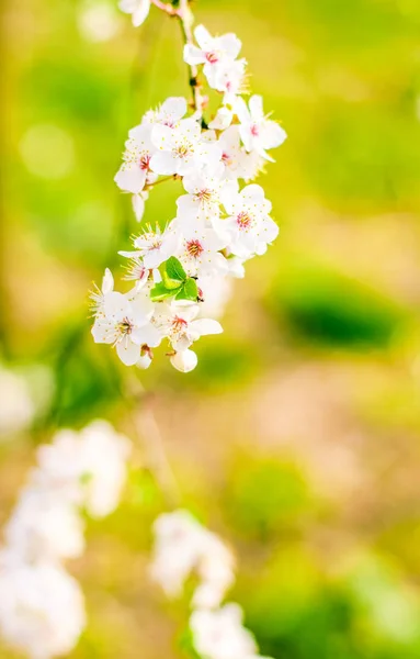 Körsbärs träd blomma på våren, vita blommor som naturen bakgrunds — Stockfoto