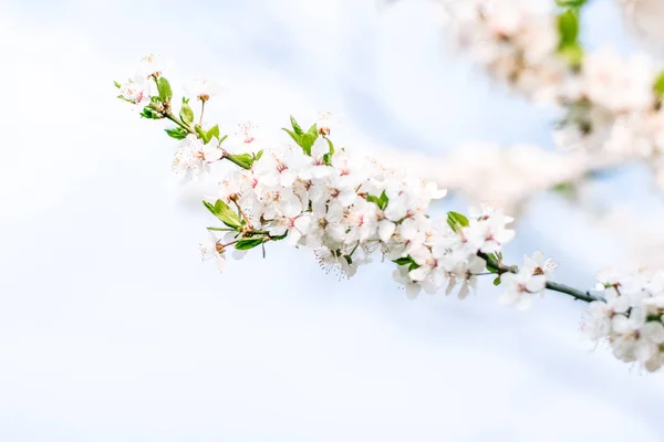 Cherry Tree bloesem en blauwe lucht, witte bloemen als de natuur ondergrond — Stockfoto