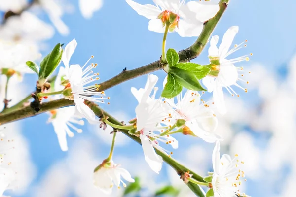 Flor de cerejeira e céu azul, flores brancas como backgr natureza — Fotografia de Stock
