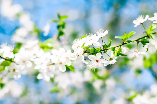 Cherry Tree bloesem en blauwe lucht, witte bloemen als de natuur ondergrond — Stockfoto