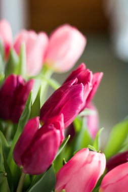 Güzel lale, çiçek arka plan buket