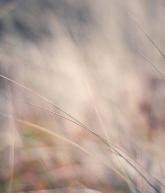 Kırsal alan, kırsal bir gün