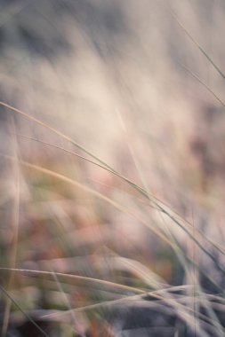 Kırsal alan, kırsal bir gün