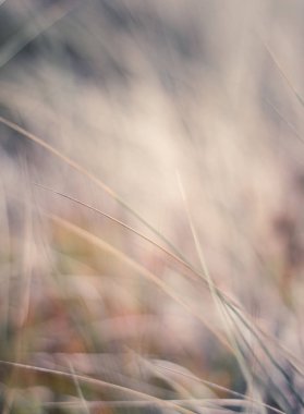 Kırsal alan, kırsal bir gün