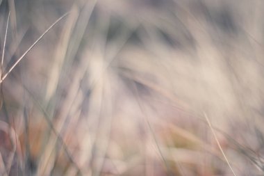 Kırsal alan, kırsal bir gün