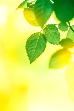 Baharda taze yeşil yapraklar