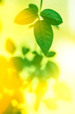 Baharda taze yeşil yapraklar