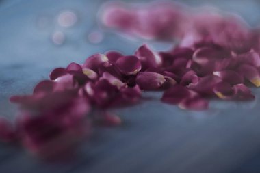 Mermer taş üzerinde gül yaprakları, çiçek arka plan