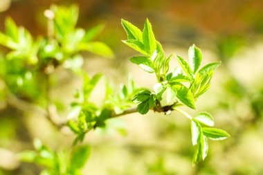 Bahar, Doğa arka planda yeşil yaprakları