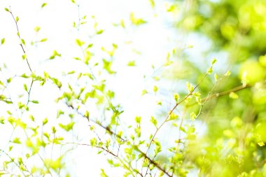 Bahar, Doğa arka planda yeşil yaprakları