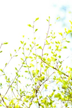 Bahar, Doğa arka planda yeşil yaprakları