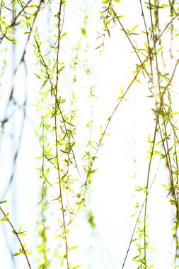 Bahar, Doğa arka planda yeşil yaprakları