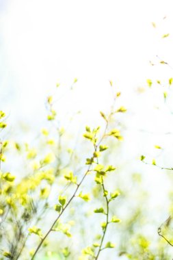 Bahar, Doğa arka planda yeşil yaprakları