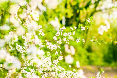 Bahar kiraz ağacı çiçeği, doğa artalan olarak beyaz çiçekler
