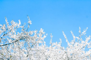 Kiraz ağacı çiçeği ve mavi gökyüzü, Doğa arka plan müziği olarak beyaz çiçekler