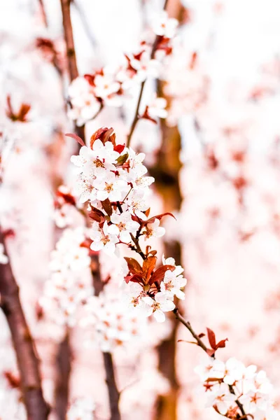 Bloemen bloesem in het voorjaar, roze bloemen als natuur achtergrond — Stockfoto