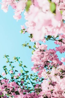 Bir rüya bahçesinde pastel pembe çiçeklenme çiçekler ve mavi gökyüzü, Flo