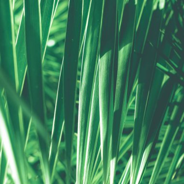 Tropikal palmiye yaprakları, çiçek arka plan