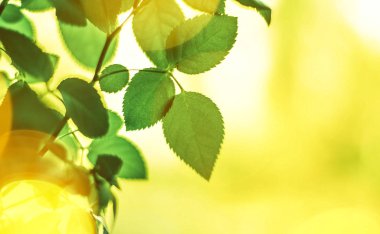Baharda taze yeşil yapraklar