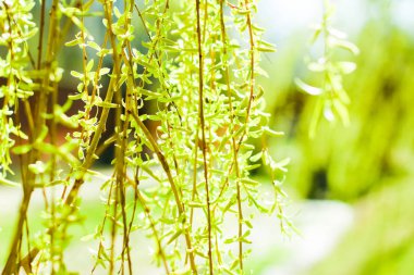 Bahar, Doğa arka planda yeşil yaprakları